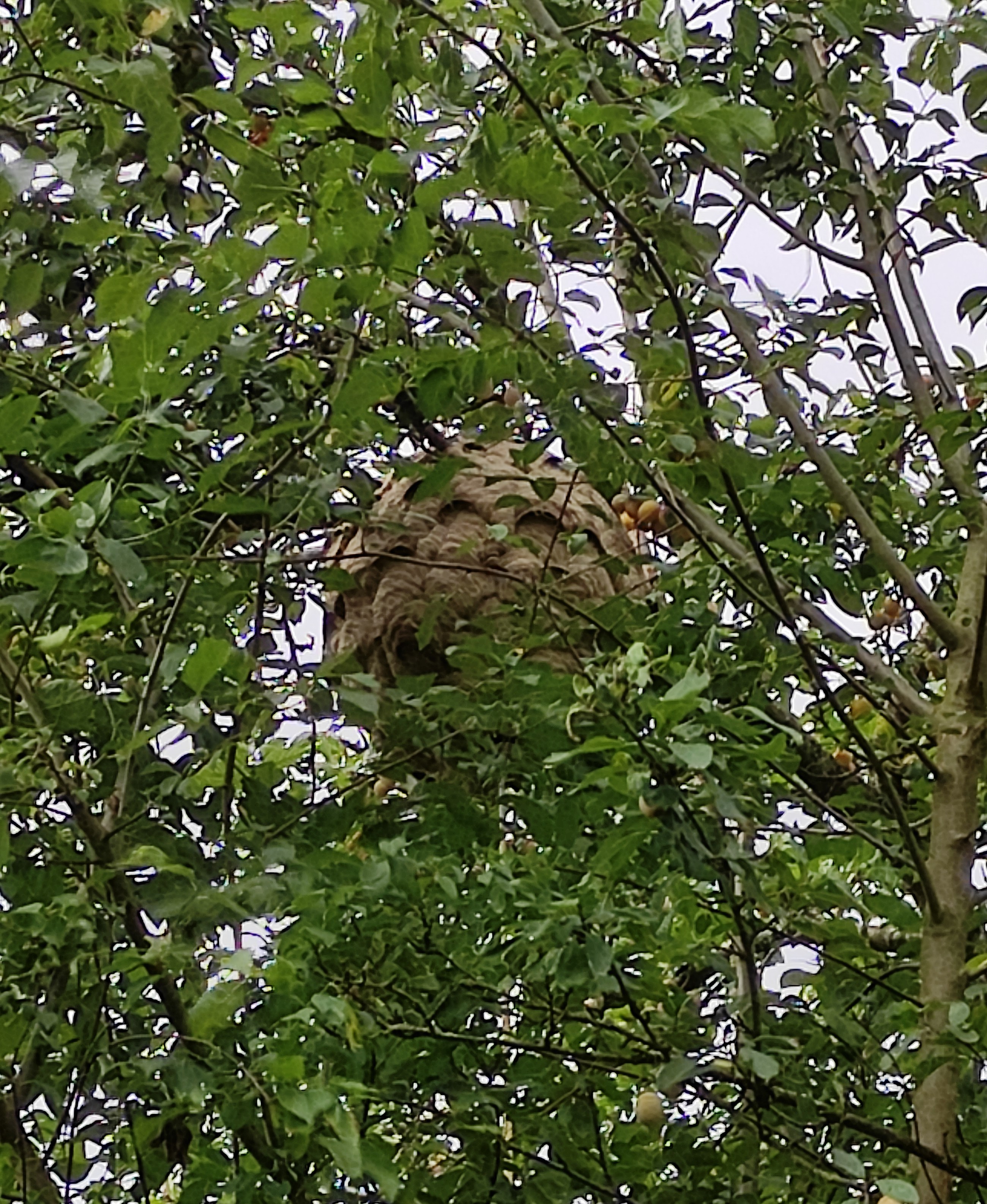 Frelons asiatiques