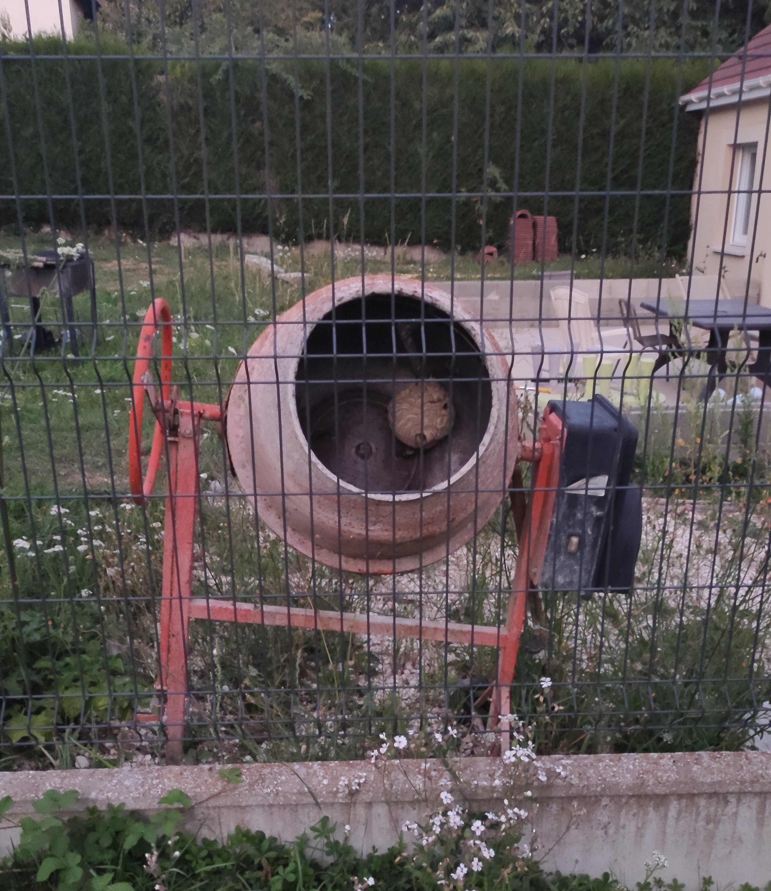 Frelons asiatiques dans bétonière