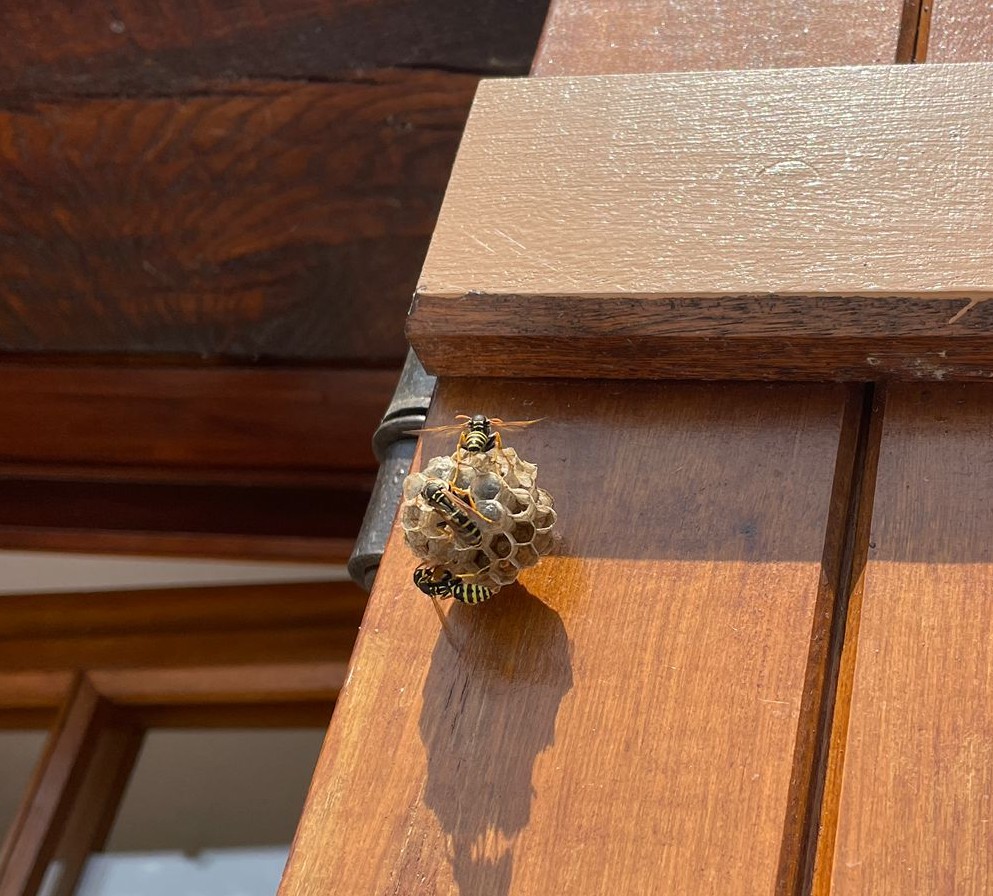 Guêpes polistes 1