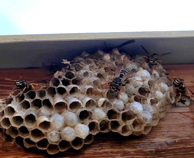 Guêpes polistes 3